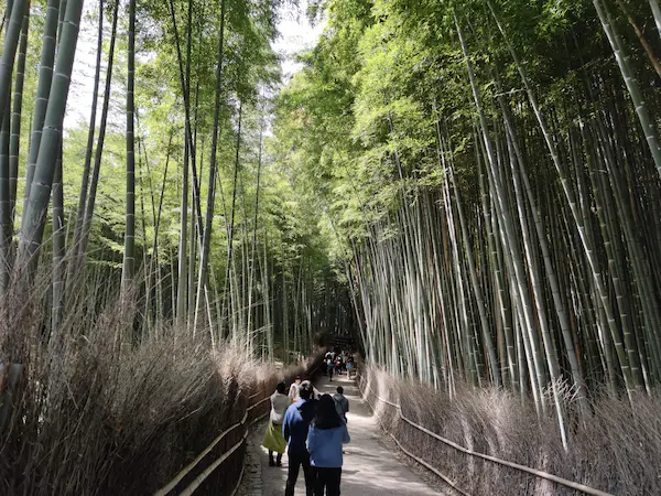 Arashiyama Bamboo Grove.