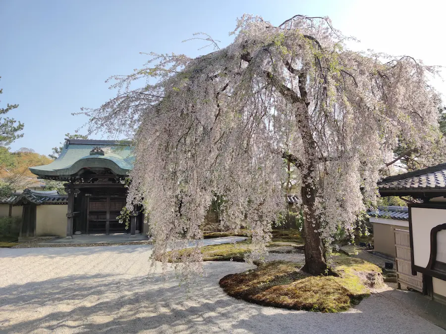 Hanging Cherry blossoms of Kodaiji Temple