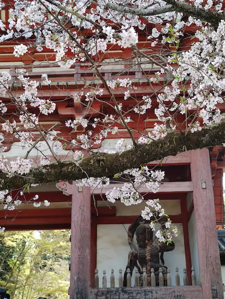 Daigoji Gate with cherry blossom