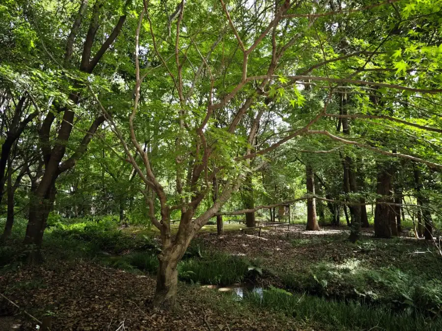 Tadasu-no-mori Forest