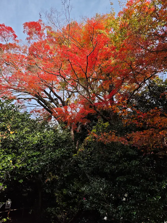 Reikanjji Maple tree