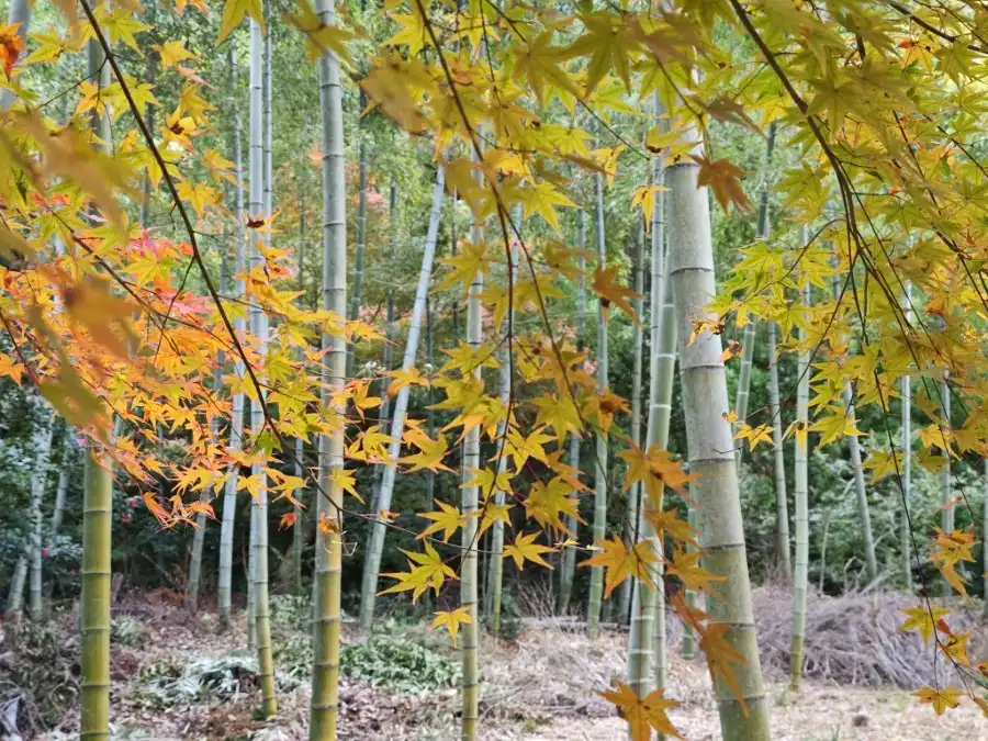 Bamboo grove, Jikishian