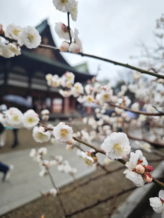 Plum Blossom Festival at Kitano Tenmangu